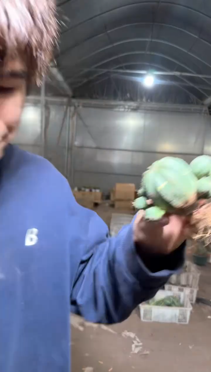 欧系 布纹球【带根】不指定带崽