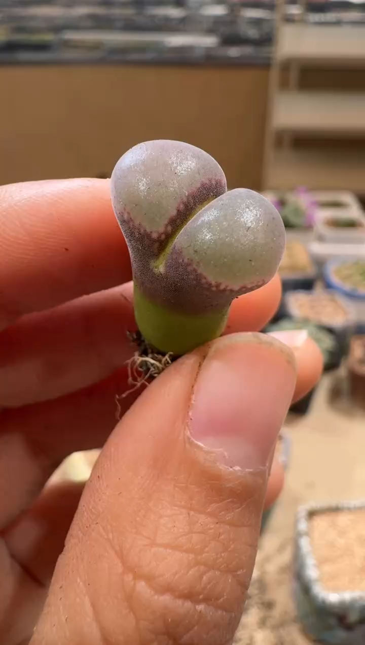 9-130多肉植物肉锥
