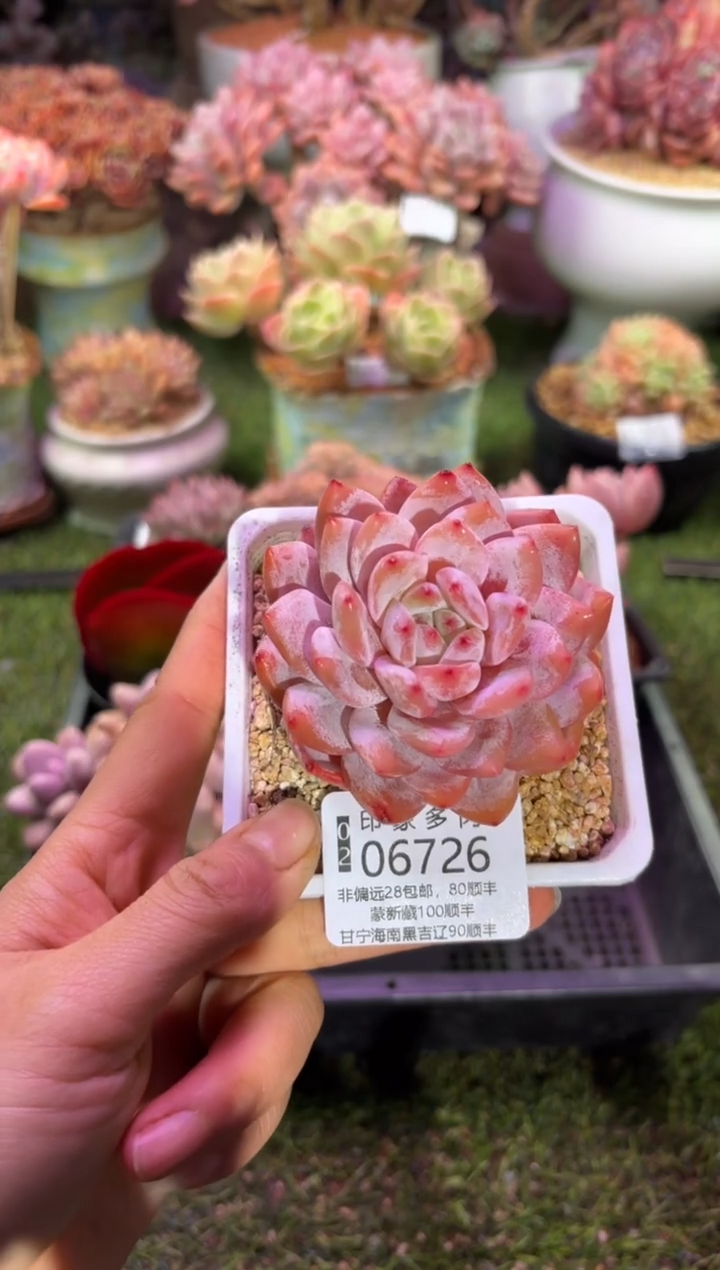 【闪购商品】06726