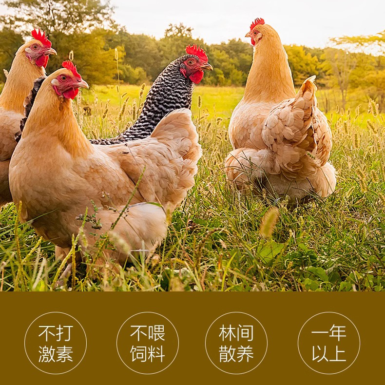 皖南老母鸡土鸡农家山林散养走地鸡草鸡笨鸡月子鸡整只装新鲜现杀