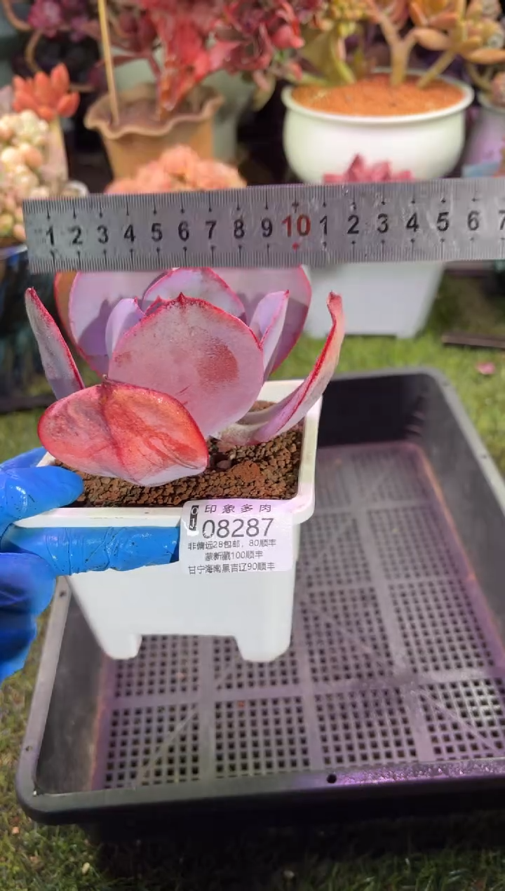 【闪购商品】08287