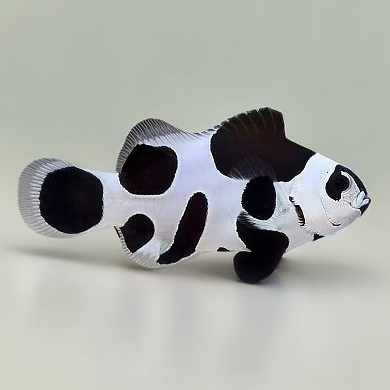 熊猫小丑鱼3公分左右