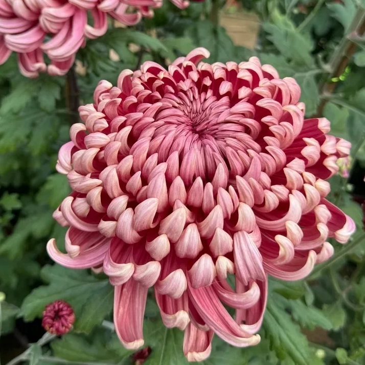 【国华兼六红】富贵菊花盆栽九月菊 开花漂亮耐寒