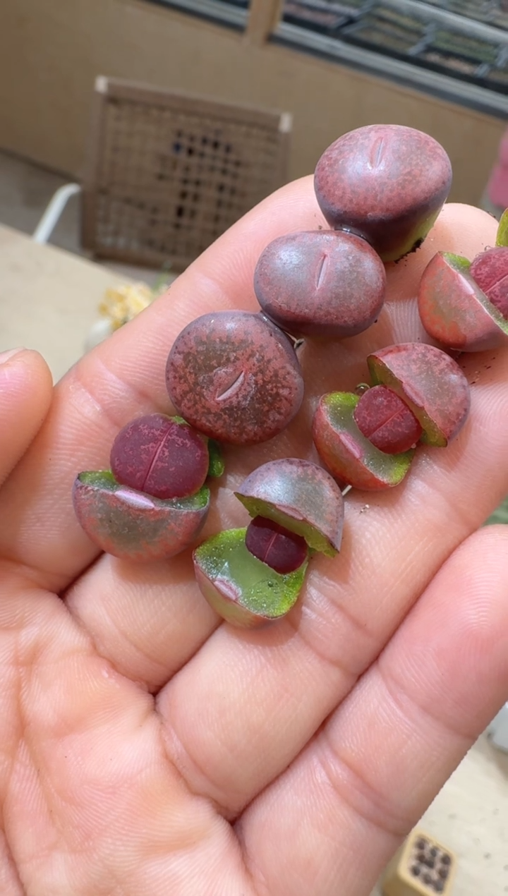 12-16多肉植物肉锥酱爆酒红一颗