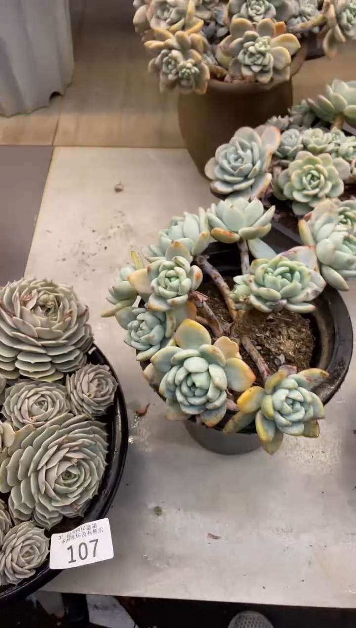 【闪购商品】108冷香