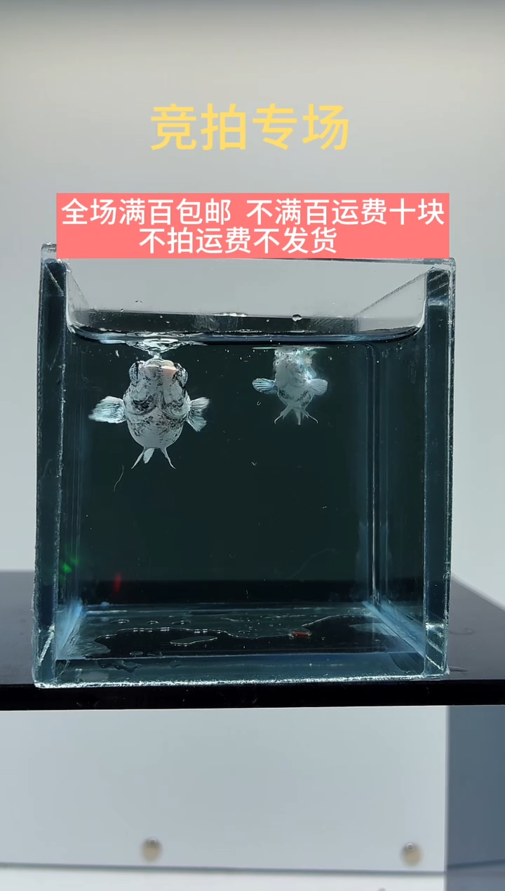 孔雀鱼原线斑马玛丽一对-36