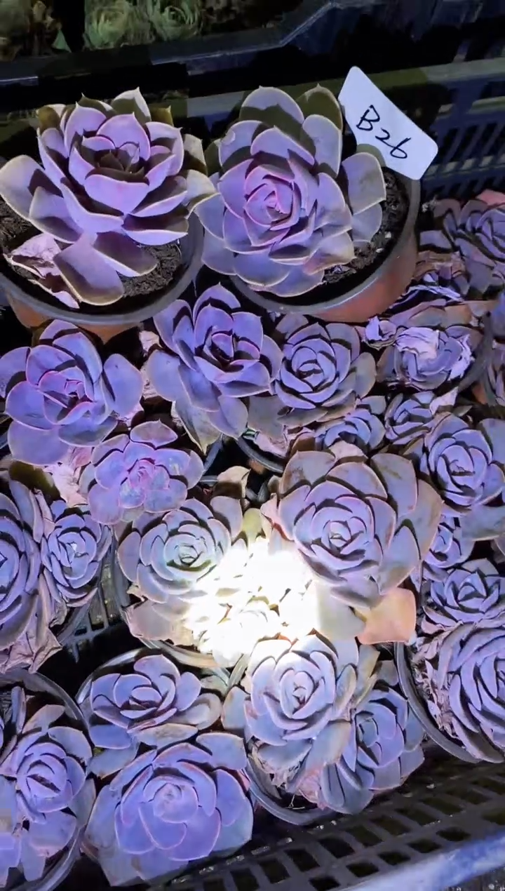 完***的          B26号一筐￥30