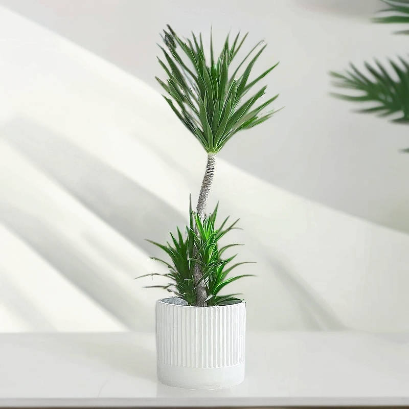 148(一物一拍) 龙血树太空铁黑珍珠盆栽室内外大型落地绿植