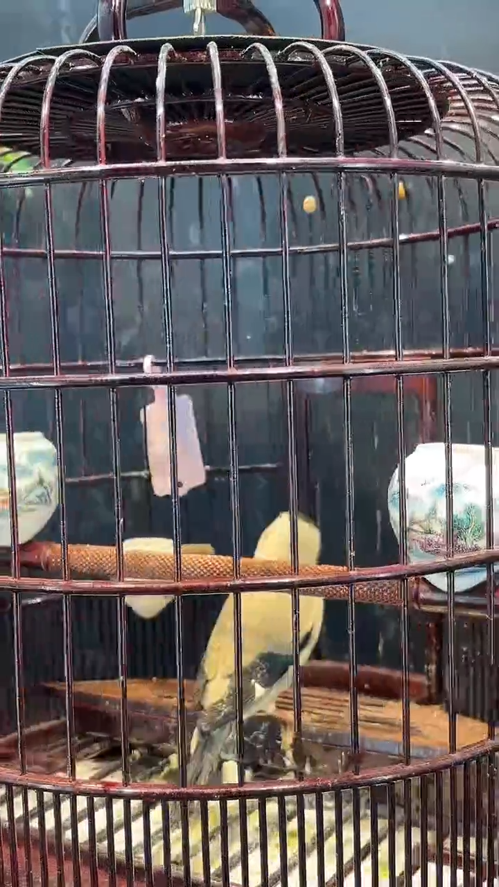 49号  花嘴养笼  0元起拍