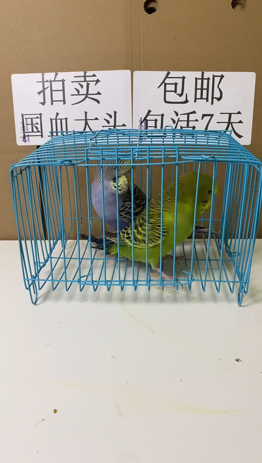 虎皮鹦鹉大头一对