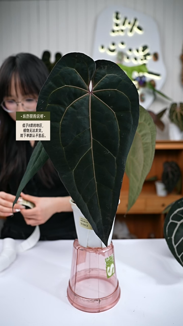 完全开放Y83黑帅杂 