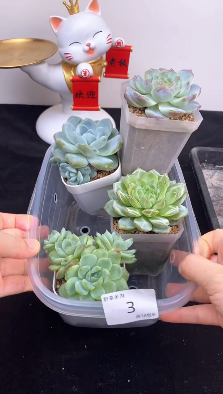 4棵一组一组包邮3号