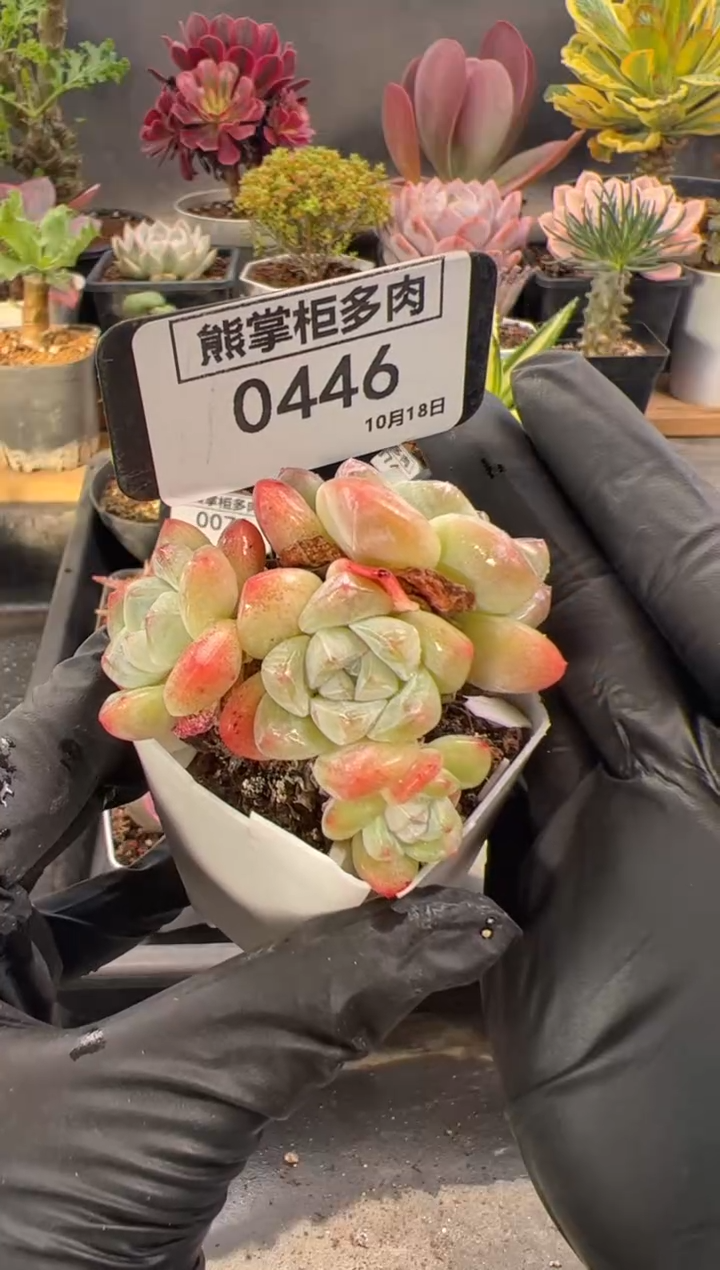 柠*。1102-446-丸叶冰玉群（不包整）