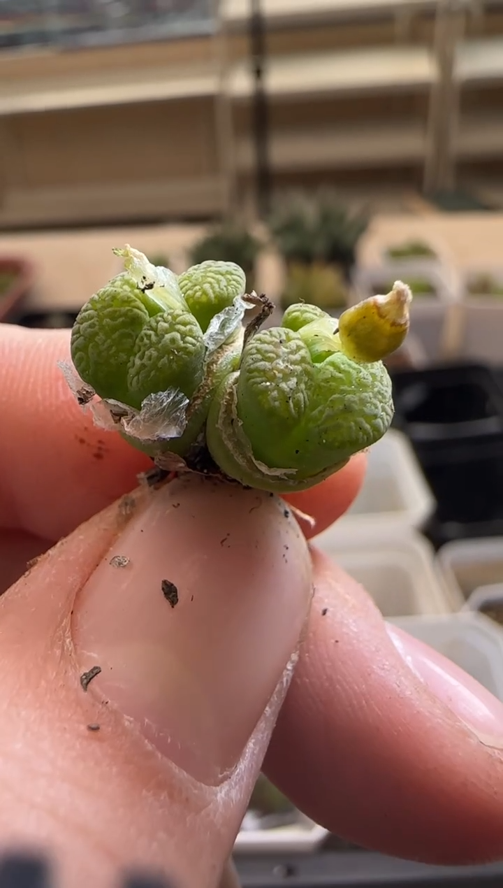 【闪购商品】14-151