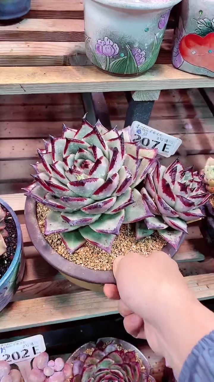 【闪购商品】207EEE