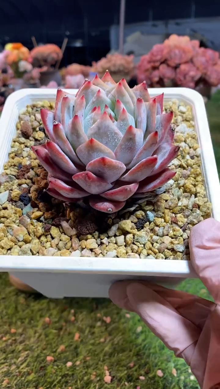 【闪购商品】0497a