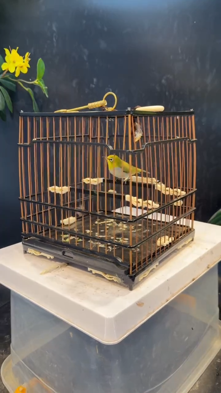 53号  绣眼养笼  0元起拍