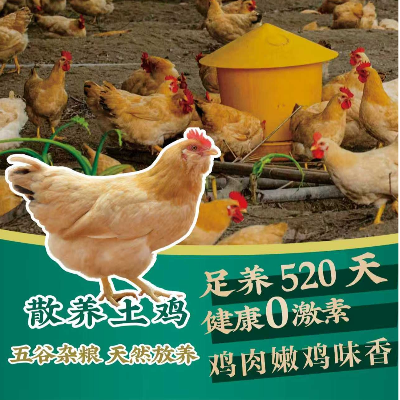溧城南山【两只】散养老母鸡整只现杀净重4.8斤左右（送10枚鸡蛋）