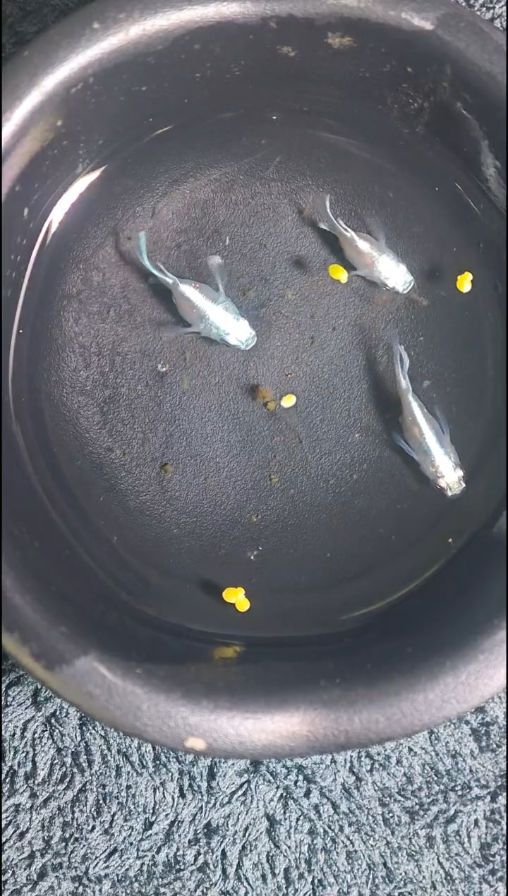 青鳉鱼观背青鳉12