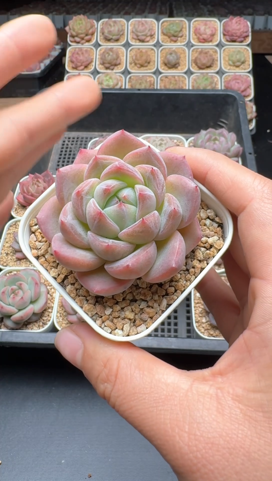 【闪购商品】107号 珍妮杂交多肉 花卉植物