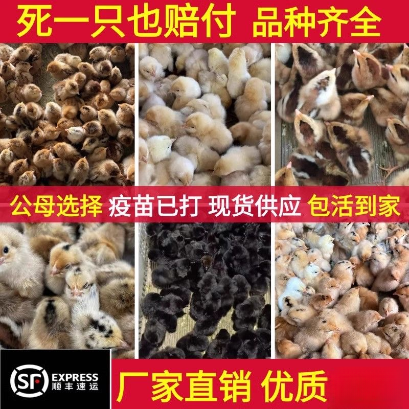 五黑绿壳蛋鸡宠物鸡顺丰包邮