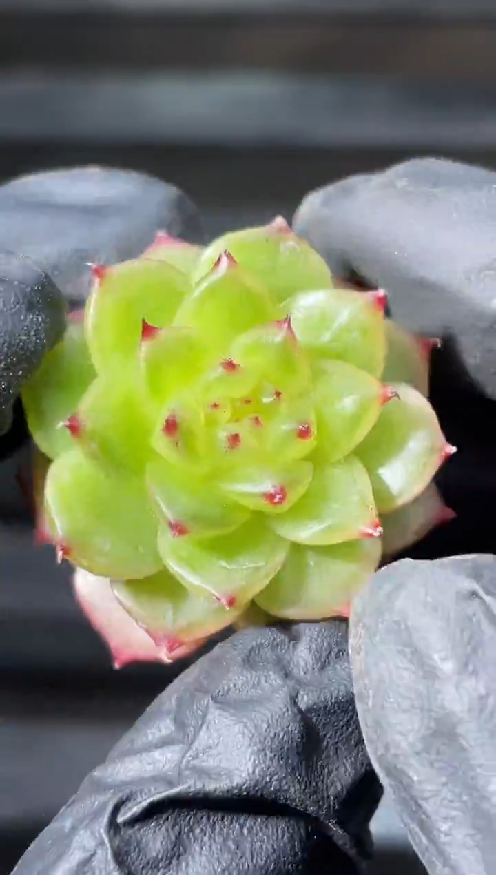 26-72琉璃2-3厘米量拍发一颗