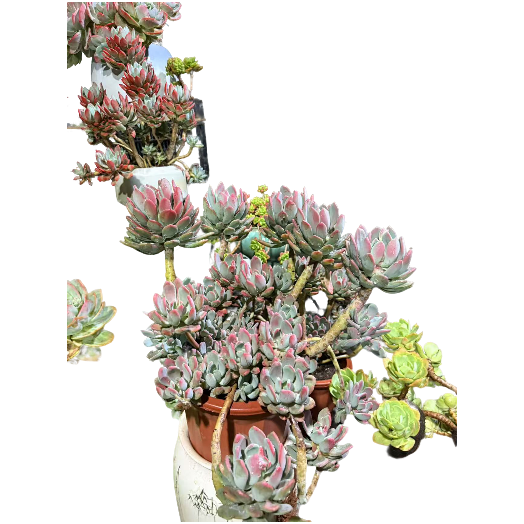 精品多肉  灰姑娘