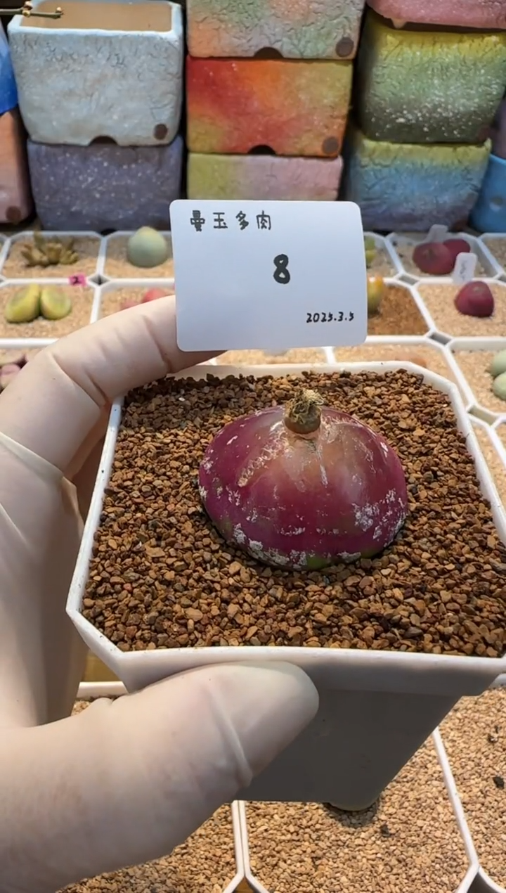 【闪购商品】25.3.5-08一点点而已