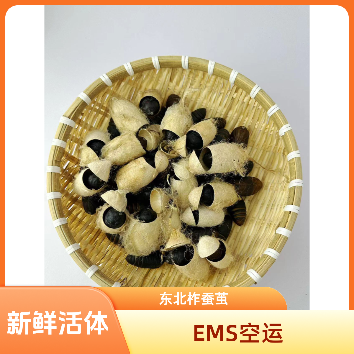东北辽宁丹东新鲜带壳盲盒柞蚕茧 鲜活发货