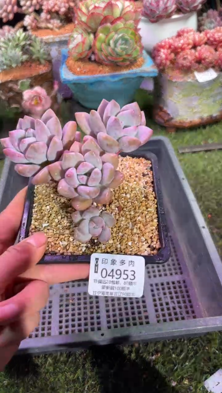 【闪购商品】04953