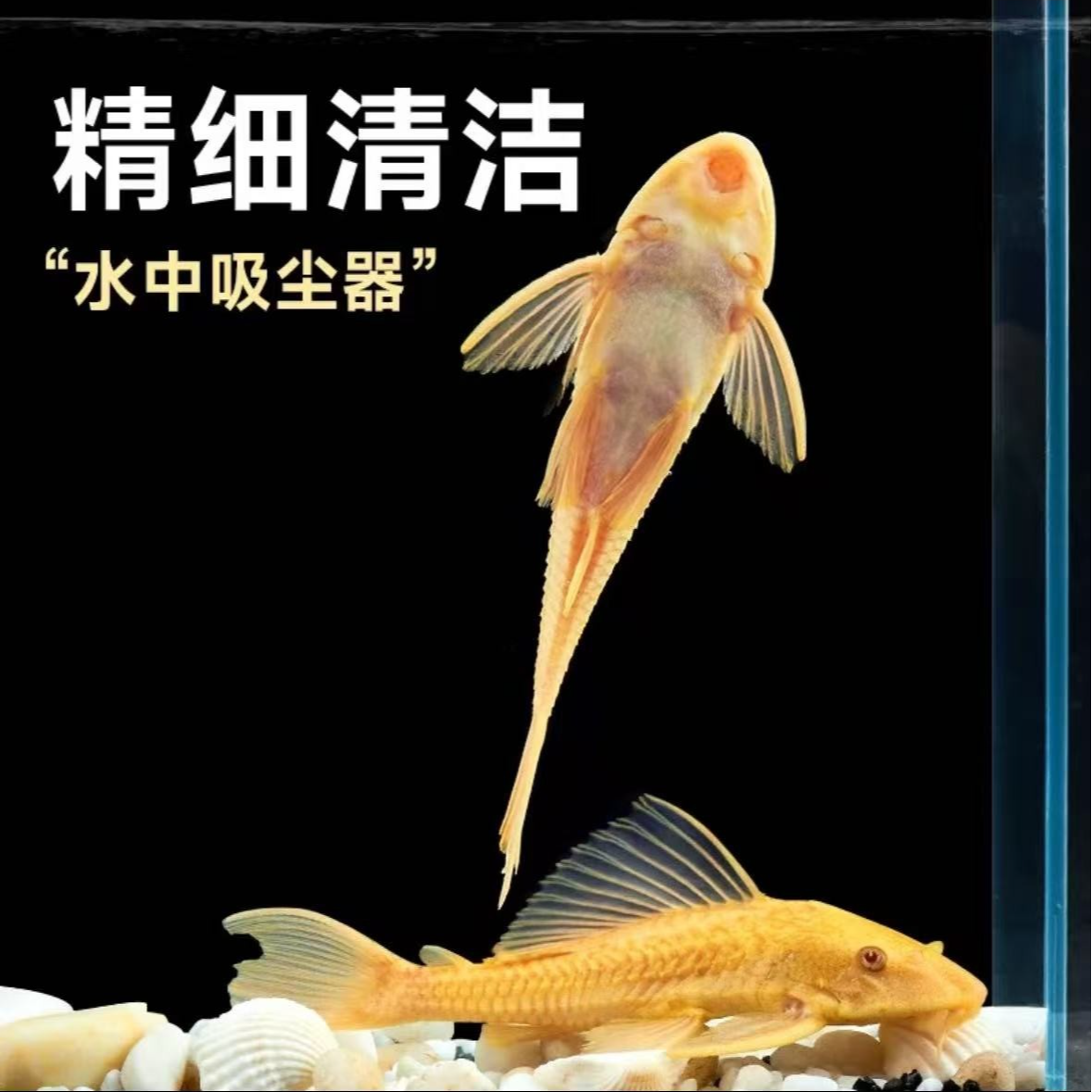 黄色清道夫吃垃圾鱼清理鱼缸鱼异型低息吃饵残渣吃青苔褐藻工具鱼