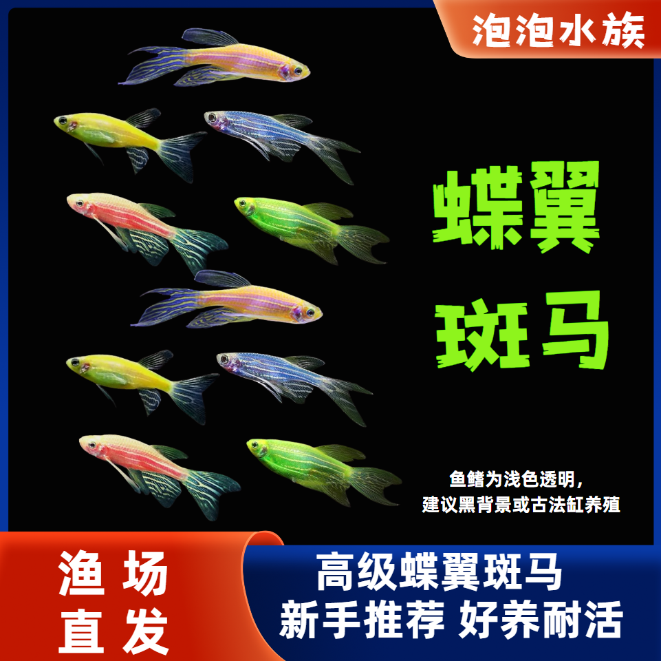 蝶翼斑马鱼长尾长鳍热带淡水好养活小型观赏活体宠物