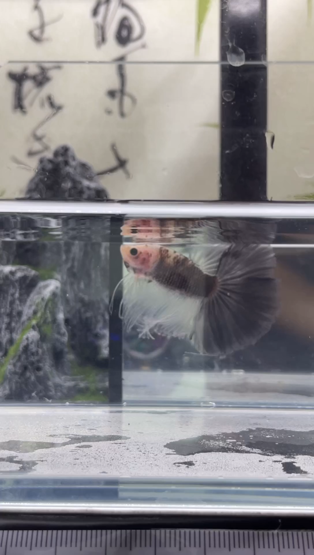 斗鱼泰国精品斗鱼A6