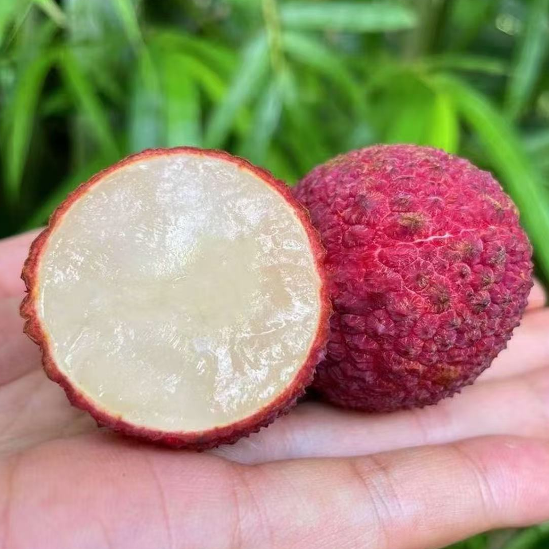 云南直发 无核荔枝苗耐寒耐高温南方北方种植当年结果