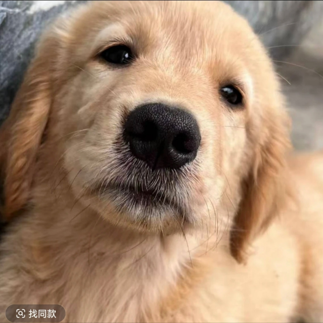 直播间一物一拍宠物狗狗