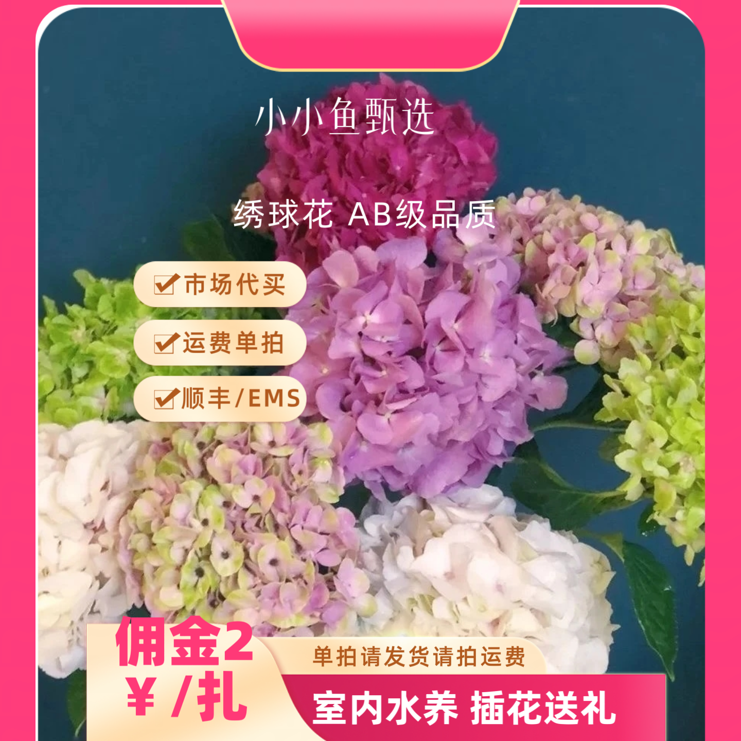 小小鱼甄选AB级绣球花（市场代买 运费单拍）
