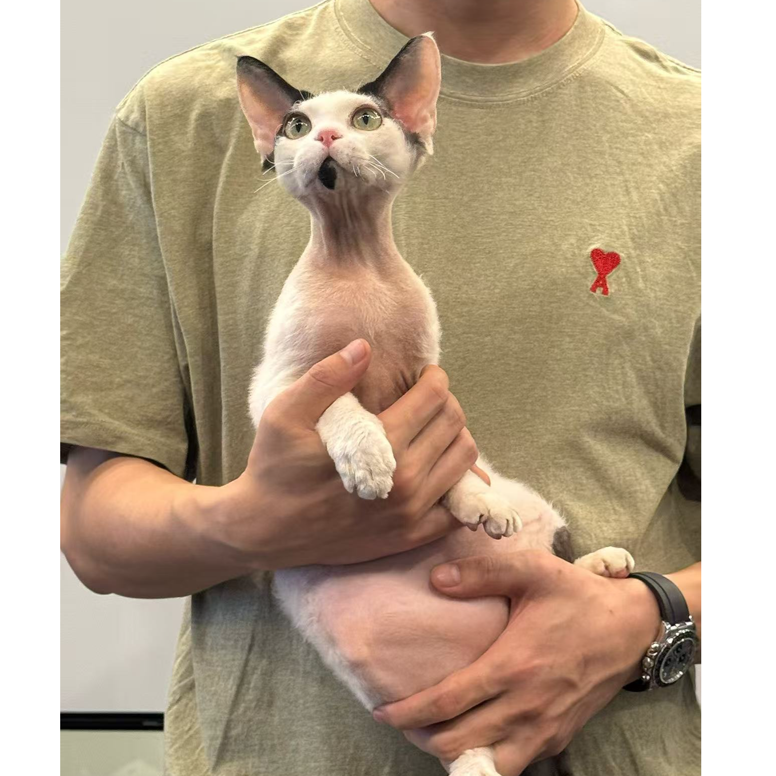 德文卷毛猫活体欧血幼猫黑白净樊色弟弟