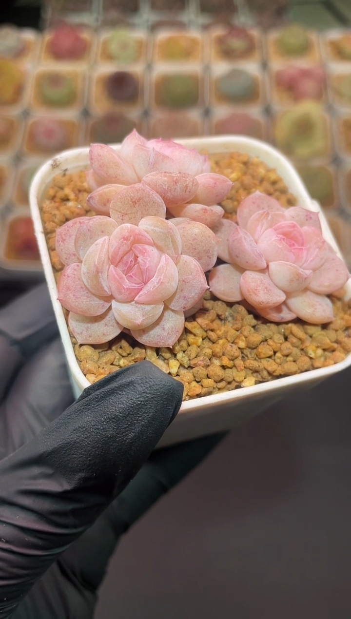 闪购300 西子多肉一颗   