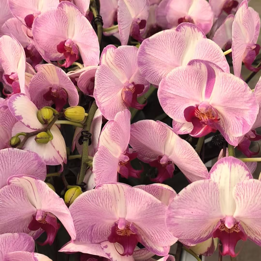 蝴蝶兰【水蜜桃】高端花卉 客厅美观 基地直发