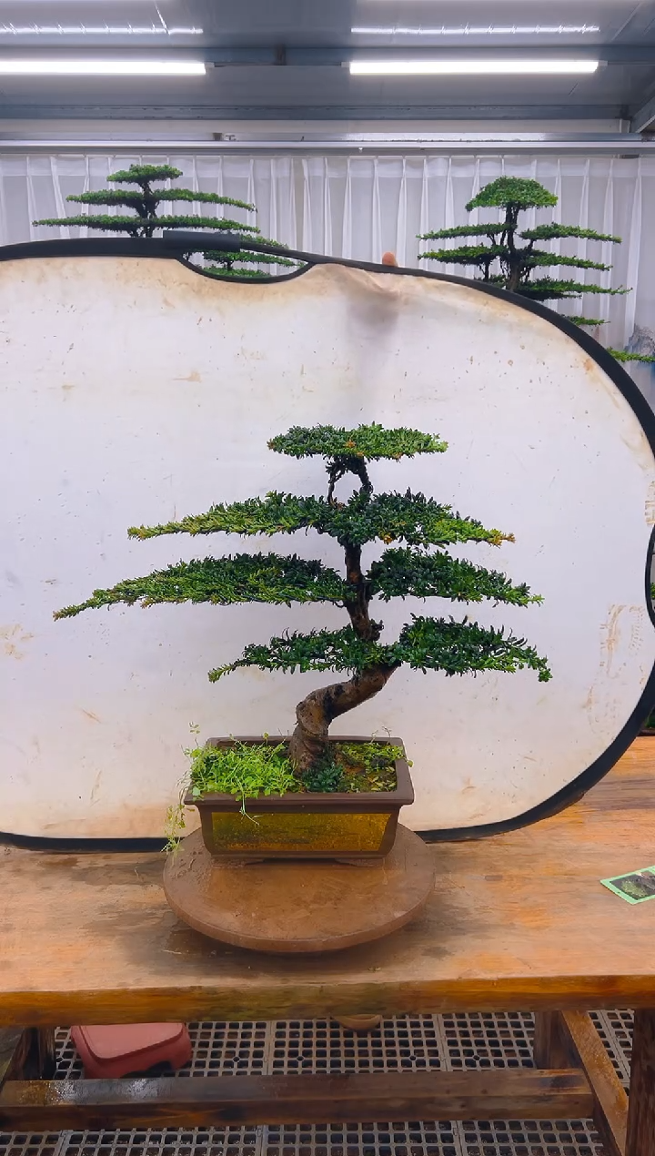 无花朵精品盆景直播间一物一拍