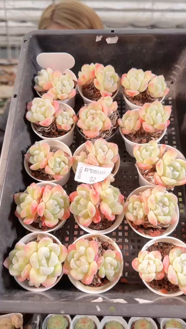 1223-02冰玉多肉量拍任意发一颗群生不包整