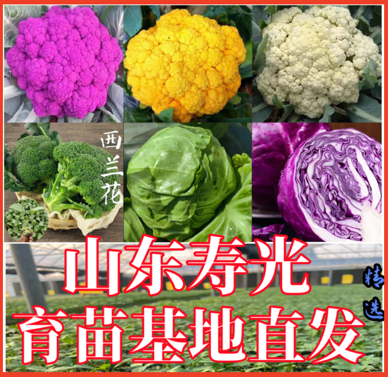 基地直发精选西兰花苗白花菜苗秧甘蓝苗秧包菜苗带土发货四季种植