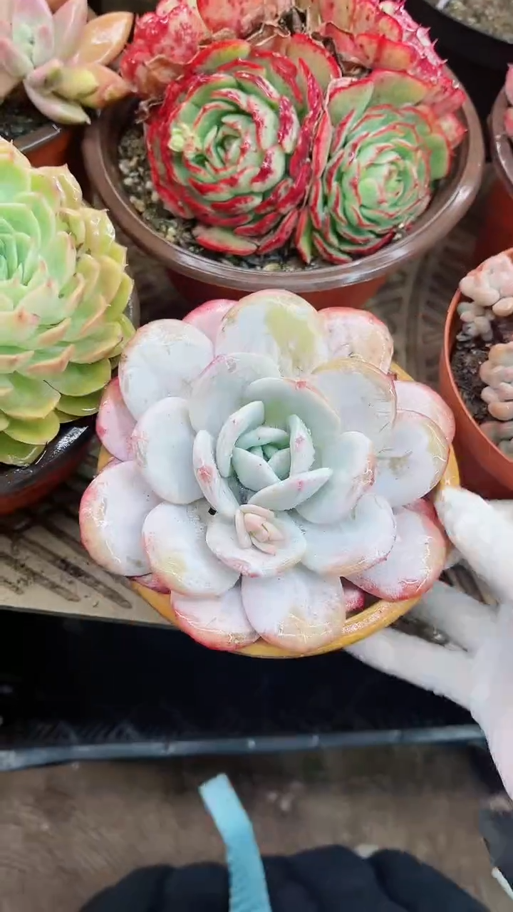 【闪购商品】15006