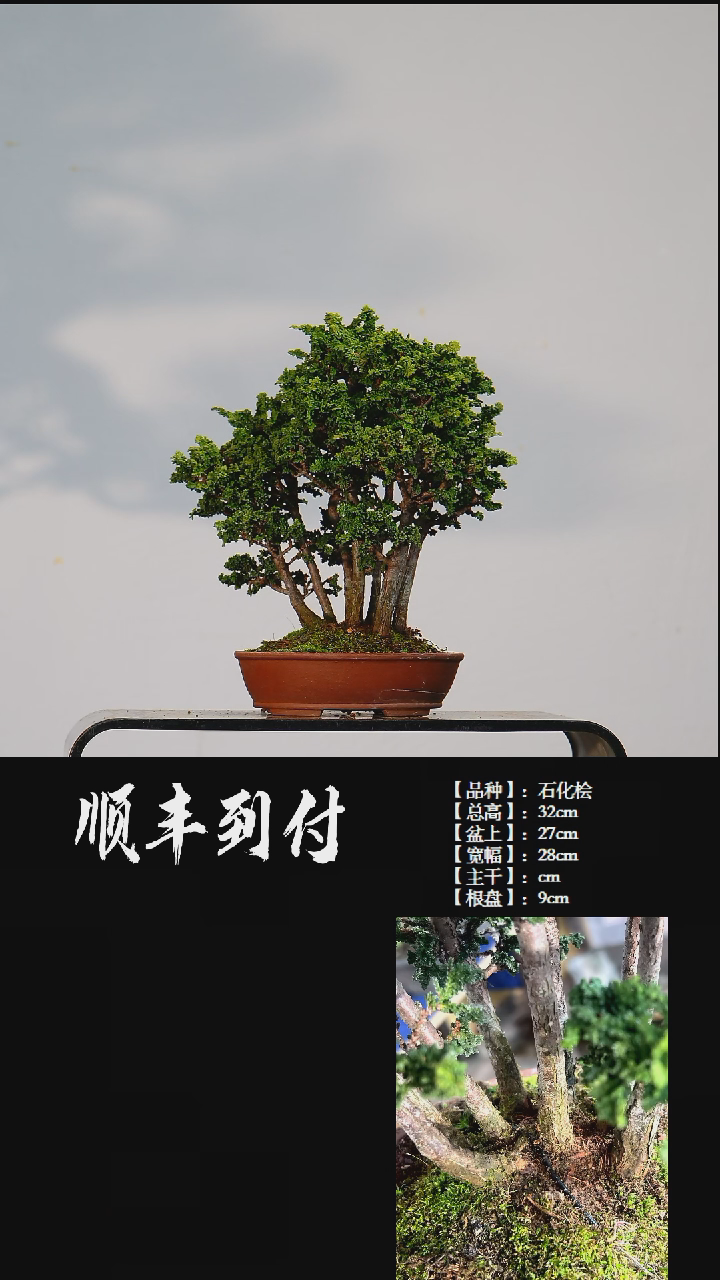 【闪购商品】·c962石化桧bubaoyou