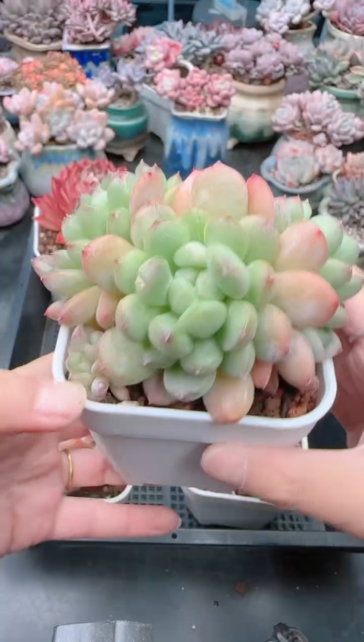 【闪购商品】1370.