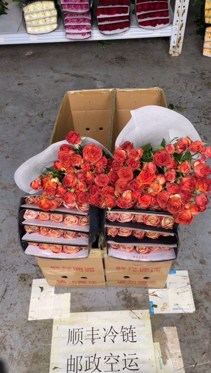 卡布20枝+巧克力10枝