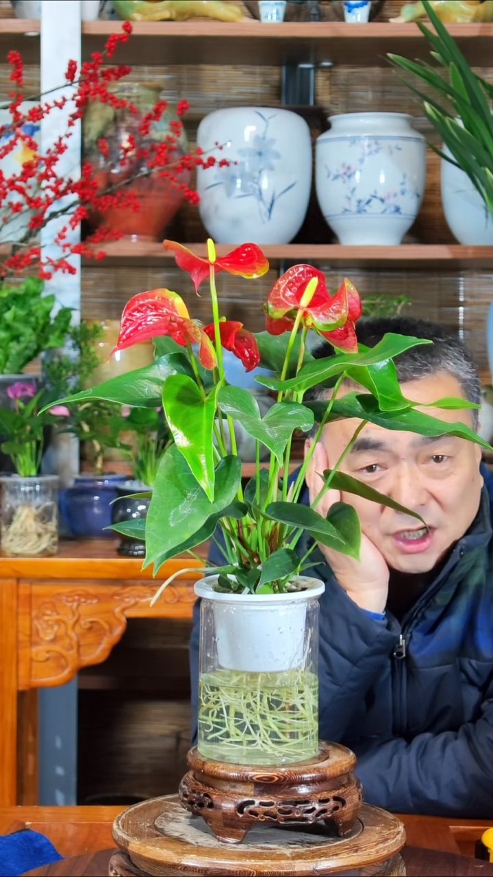 无花朵有***士水之韵水培红掌