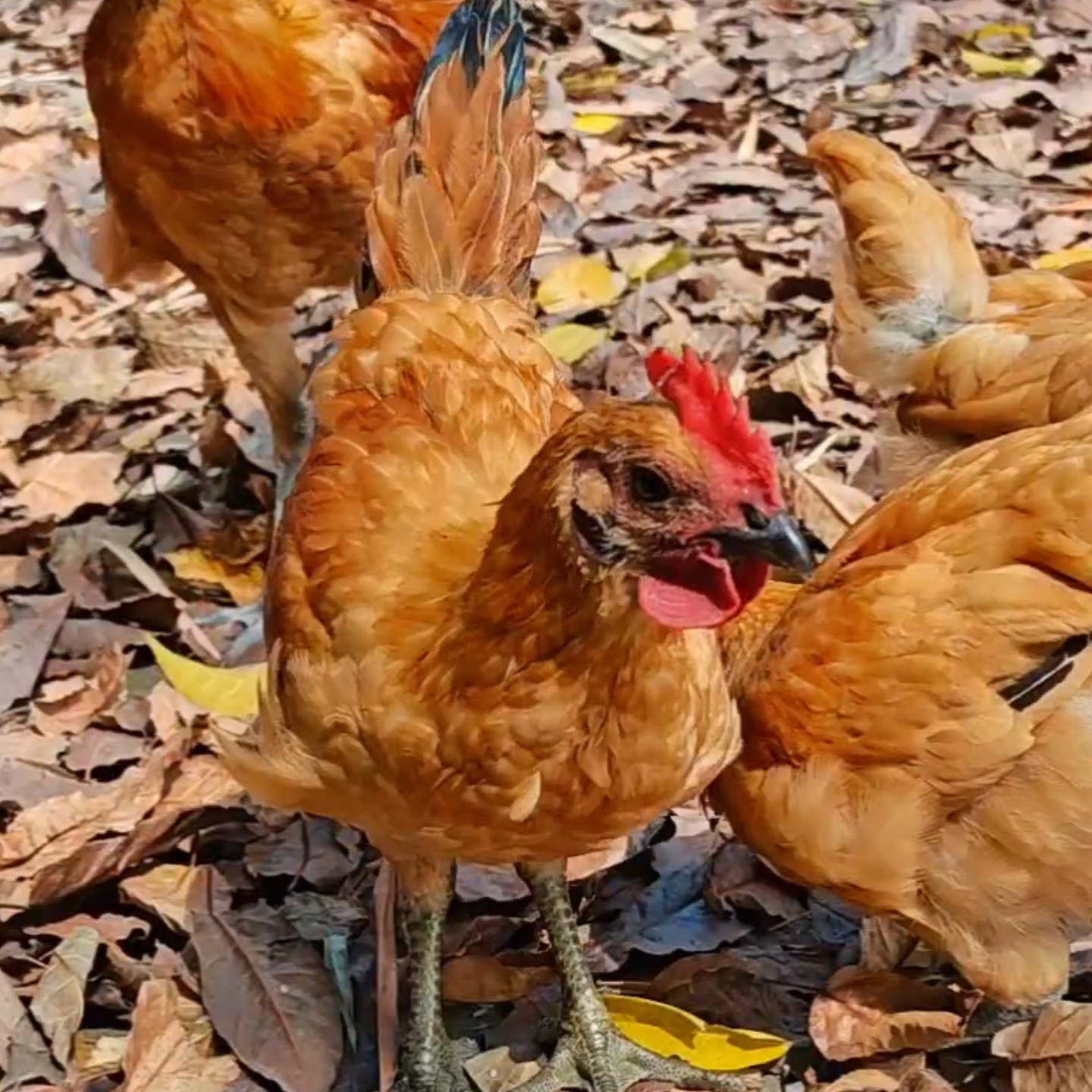 青脚童子公鸡1只