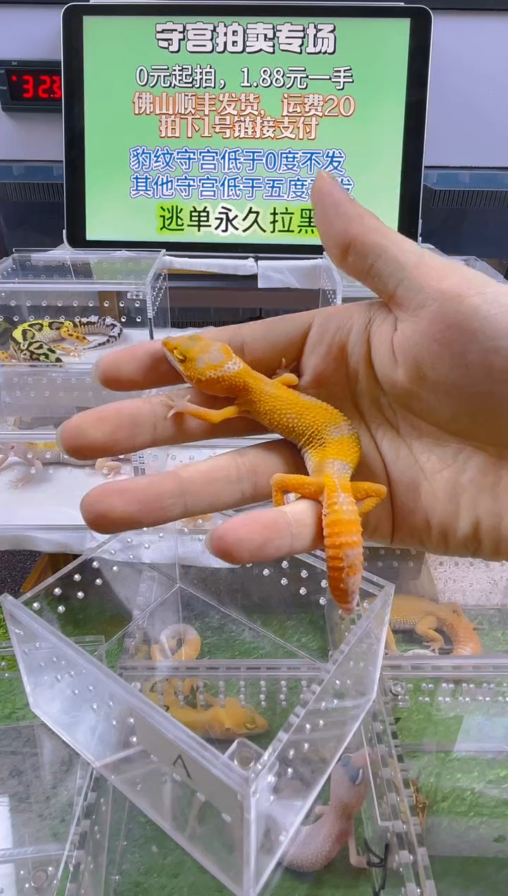 豹纹守宫豹纹守宫肥尾遛弯尾苗子亚成成体