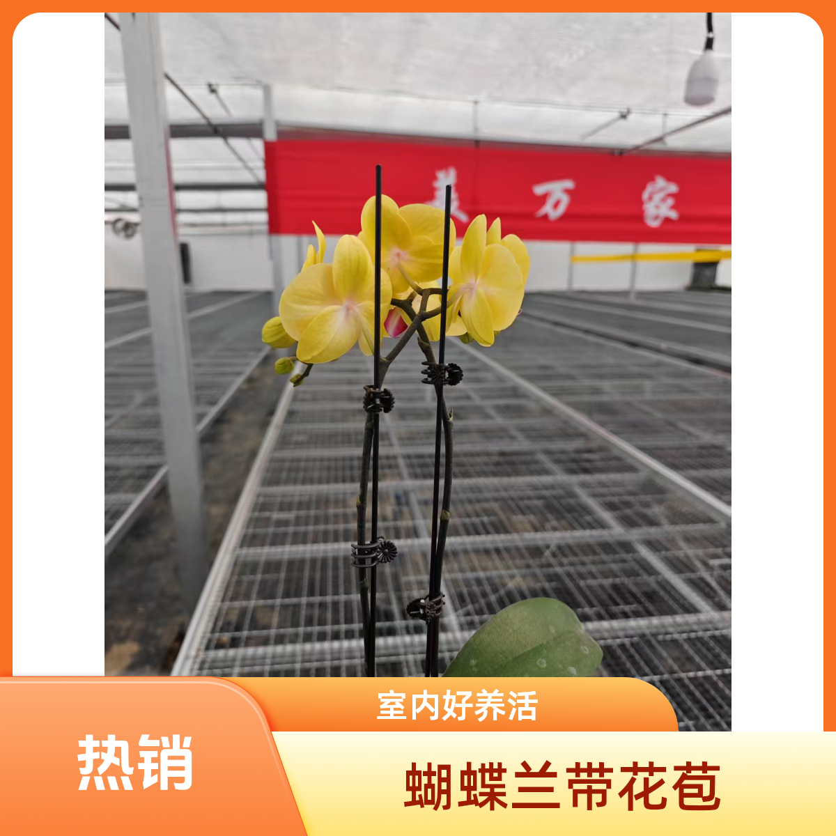 《黄金满堂》蝴蝶兰盆栽带花苞室内桌面四季花卉办公室绿植 双